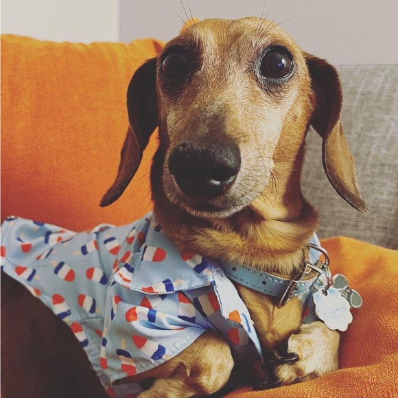 🐶WE ARE LIVE🐶 - Picture 13 of 17